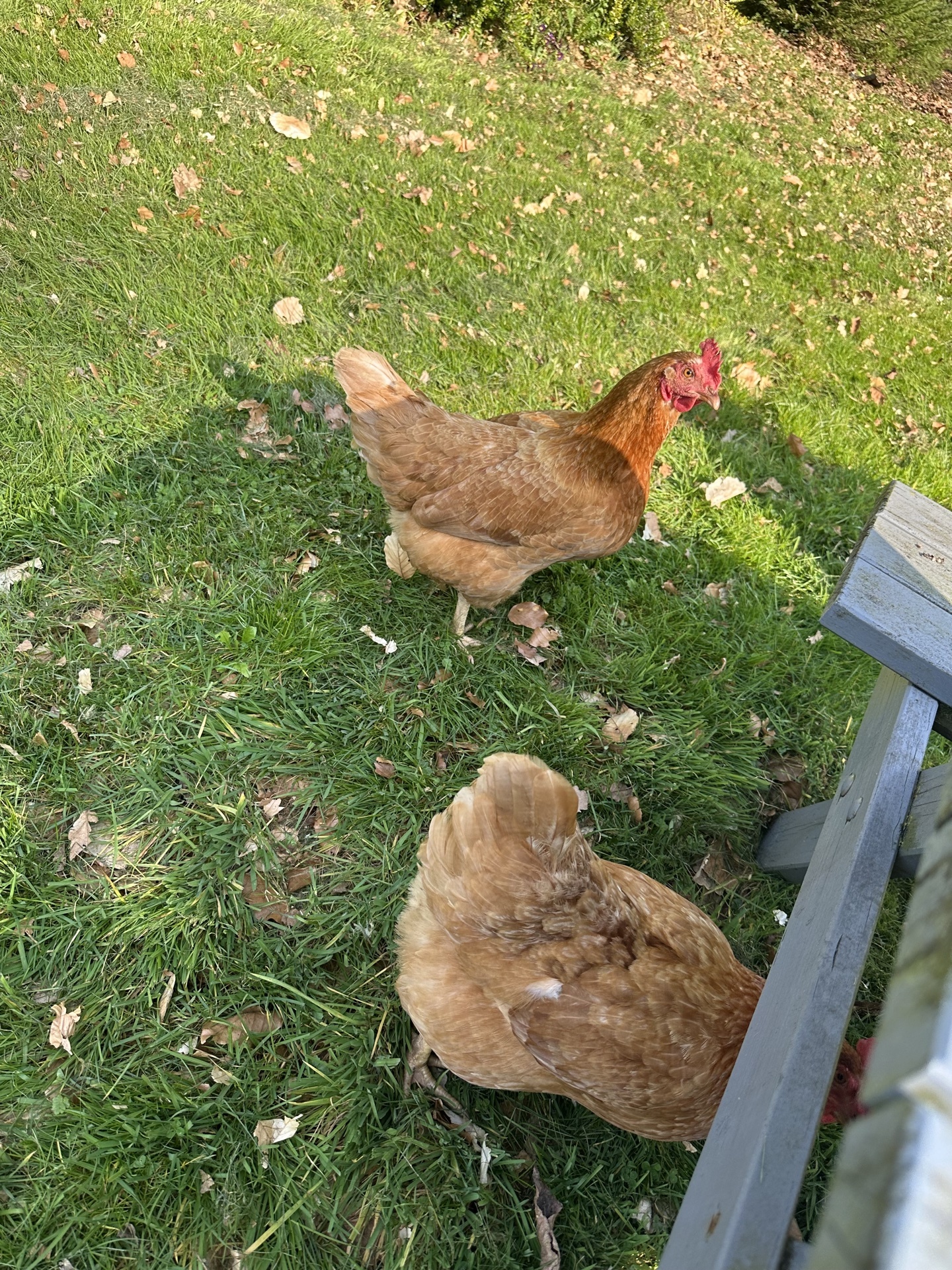 Chickens